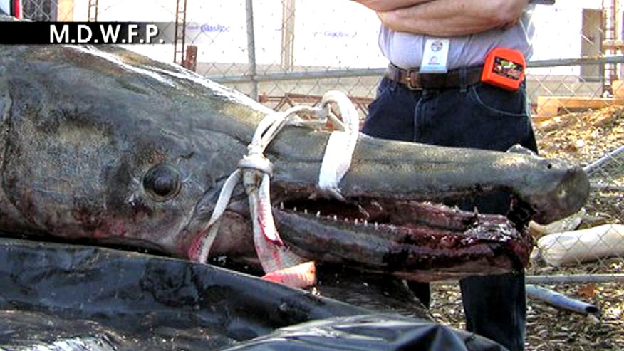 327-pound Alligator Gar caught in Mississippi